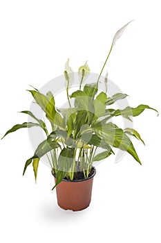 Spathiphyllum plant with flowers