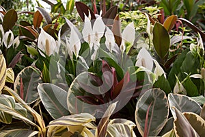 Spathiphyllum flowers behind fig tree leaves