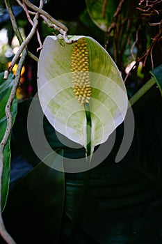 Spathiphyllum or Spath or Peace lily.