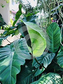 Spathiphyllum or Spath or Peace lily.