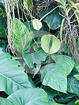 Spathiphyllum or Spath or Peace lily.