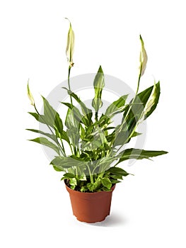 Spathiphyllum Spath or peace lily in a pot isolated