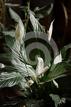 Spathiphyllum, spath or peace lily with white flowers