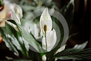 Spathiphyllum, spath or peace lily with white flowers