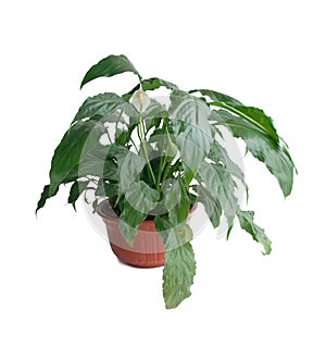 Spathiphyllum wallisii