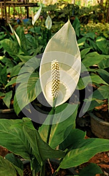 Spathiphyllum wallisii