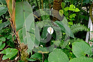 Spathiphyllum wallisii