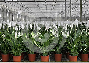 Spathiphyllum wallisii