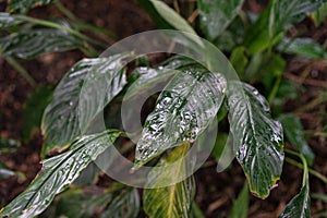 Spathiphyllum wallisii araceae plant leaf from columbia and venezuela