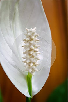 Spathiphyllum wallisii, commonly known as peace lily, white sail, or spathe flower is a very popular indoor houseplant