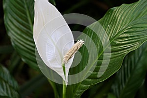 Spathiphyllum wallisii flower