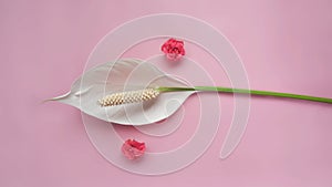 Spathiphyllum wallisii flower (peace lily) with two pink roses on pink background