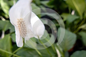 Spathiphyllum wallisii, known as Spath or Peace lilies