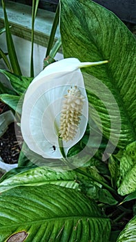 Spathiphyllum wallisii ornamental plant