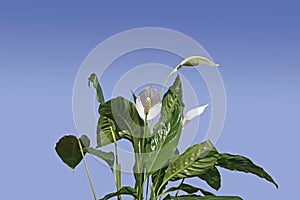 Spathiphyllum wallisii, Peace Lily Plant, outdoors on a blue sky