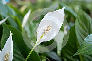 Spathiphyllum wallisii or peace lily, white sails, or spathe flower