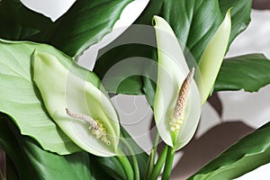 Spathiphyllum wallisii two flowers