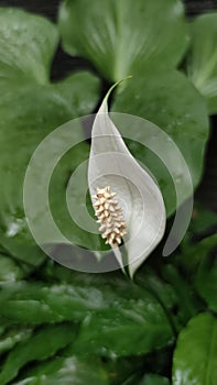 Spathiphyllum wallisii white flower blooms