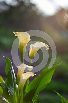 Spathiphyllum. White flower in the sunlight