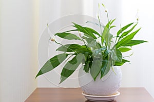 Spathiphyllum in white pot in interior