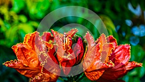 Spathodea Campanulata African Tulip flowers grow in a bright bunch on a tree in Ajijic Mexico