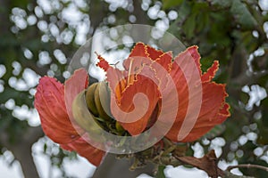 Spathodea campanulata also called africal tuliptree, tree with beautiful red bell flowers