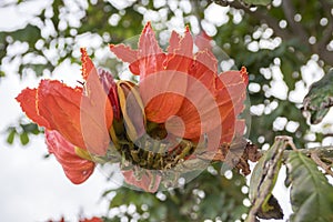 Spathodea campanulata also called africal tuliptree, tree with beautiful red bell flowers