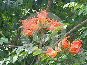 Spathodea campanulata Kiacret, African tulip, fountain tree, pichkari, Nandi flame, World`s Worst invaders, Nile flame, squirt tr