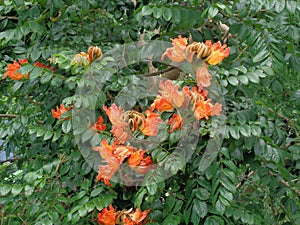 Spathodea campanulata Kiacret, African tulip, fountain tree, pichkari, Nandi flame, World`s Worst invaders, Nile flame, squirt tr