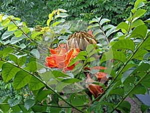 Spathodea campanulata Kiacret, African tulip, fountain tree, pichkari, Nandi flame, World`s Worst invaders, Nile flame, squirt tr