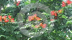 Spathodea campanulata Kiacret, African tulip, fountain tree, pichkari, Nandi flame, World`s Worst invaders, Nile flame, squirt tr