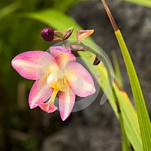 Spathoglottis Jane Goodall