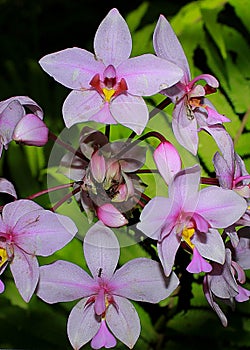 Spathoglottis papuana. Common papuan orchid