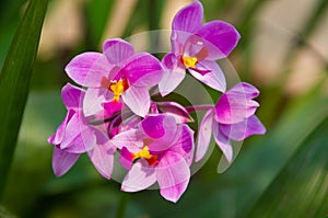 Spathoglottis plicata Blume, ground orchid.