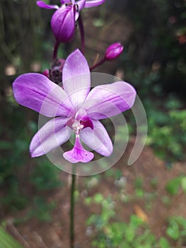 Spathoglottis plicata, commonly known as ground orchid, or the great pulple orchid