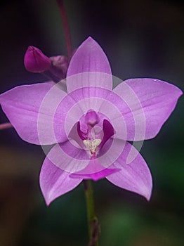 Spathoglottis plicata flower with dari blurry background