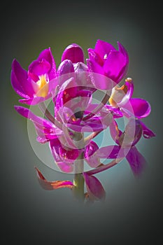 Spathoglottis plicata purple orchids isolated background