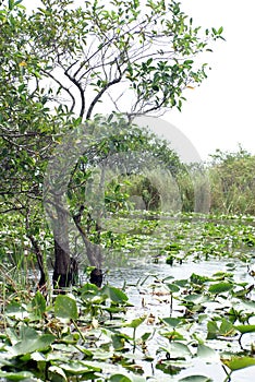 Spatterdock growing around cypress trees on the surface in Everglades National Park