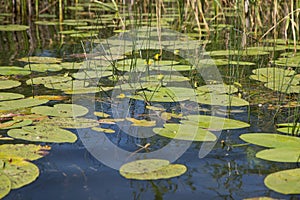 Spatterdock on the surface of lake