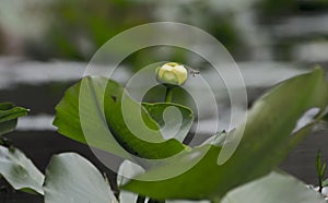 Spatterdock Yellow Flower Lily Pad, Okefenokee Swamp National Wildlife Refuge