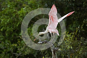 SPATULE ROSE platalea ajaja