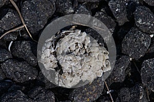 Spawn ball of a common whelk, Buccinum undatum or Wellhornschnecke