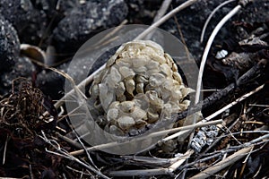 Spawn ball of a common whelk, Buccinum undatum or Wellhornschnecke