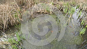 spawn of frogs in a small pond in early spring