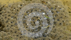 Spawn, macro of the toad eggs