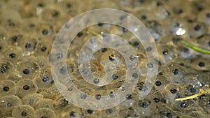 Spawn, macro of the toad eggs