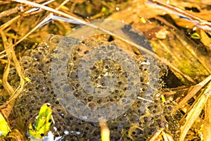 Spawn of a toad in a pond