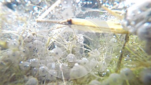 Spawn, underwater view, closeup