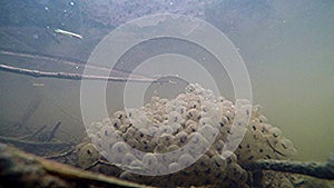 Spawn, underwater view, water frog eggs