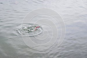 Spawned out salmon caught on a fishermanâ€™s hook in the Brooks River, Katmai National Park, Alaska